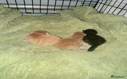Mixed Breed cats for sale: Two Gorgeous Maine Coon cross Kittens. - Image 9