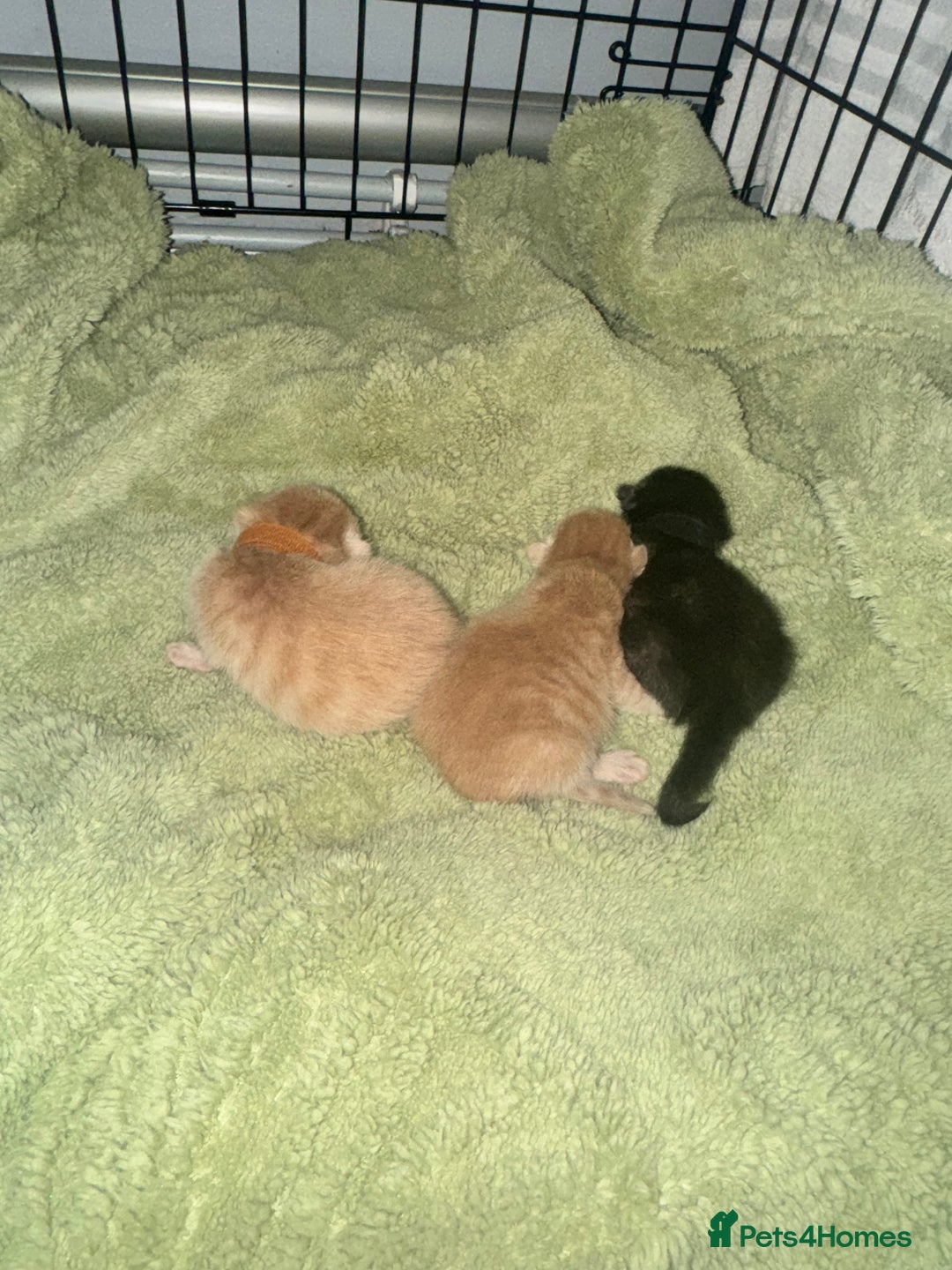 Mixed Breed cats for sale: Two Gorgeous Maine Coon cross Kittens. - Image 9