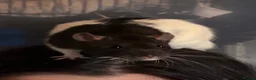 Rat rodents for sale: Loving Home Wanted for Two Male Rats + Full Setup - Advert 3