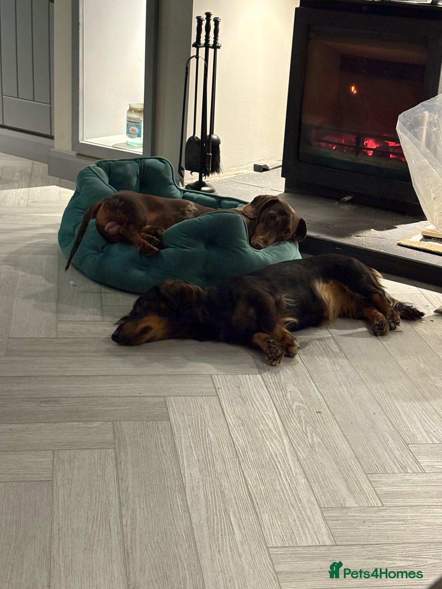 Miniature Dachshund dogs for sale: Beautiful Miniature Dachshund Puppies 🩵🩷🩷🩷 - Advert 13