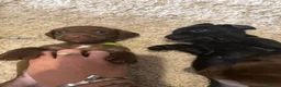 Mixed Breed dogs for sale: 5 week old Dachshund/ Springer Spaniel puppies - Advert 14