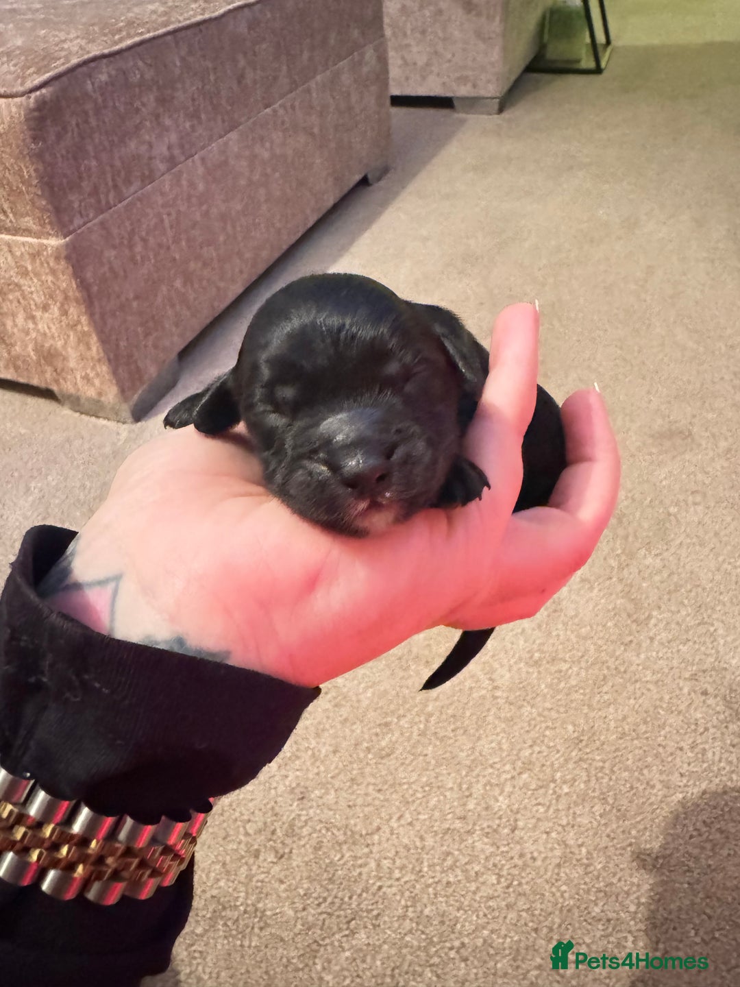 Cockapoo dogs for sale: Beautiful Cockapoo Puppies  - Advert 7