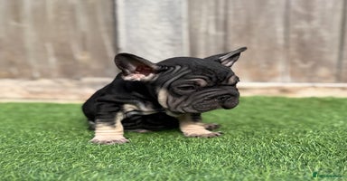 French Bulldog dogs - Advert 8
