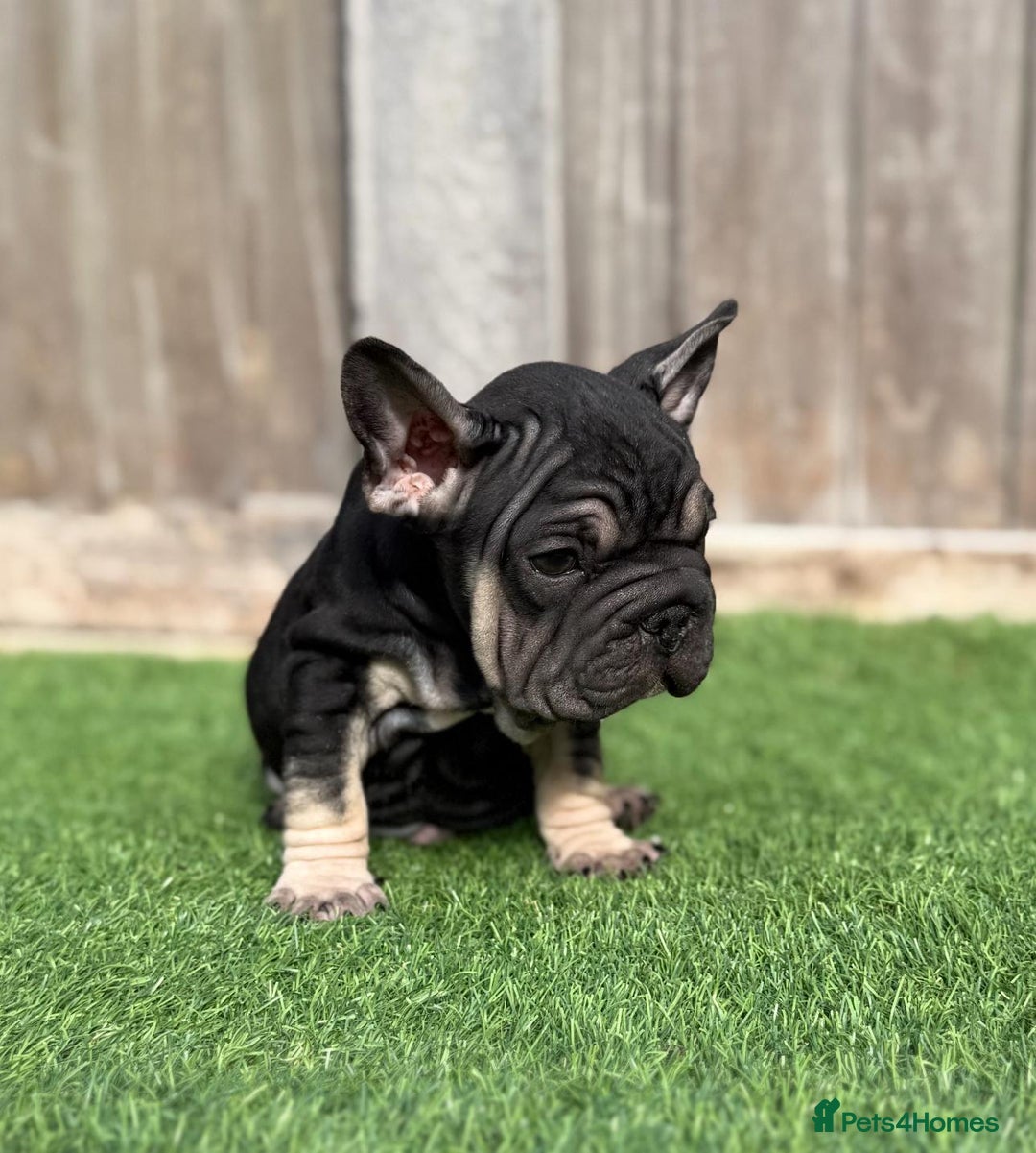 French Bulldog dogs for sale: Beautiful pups- Ready to leave 🏡 - Image 3