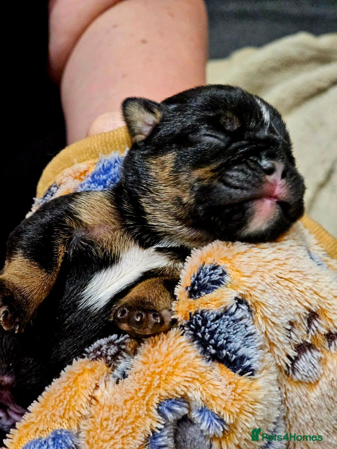English Bulldog dogs for sale: KC Reg English Bulldogs Champion Bloodlines  - Image 21