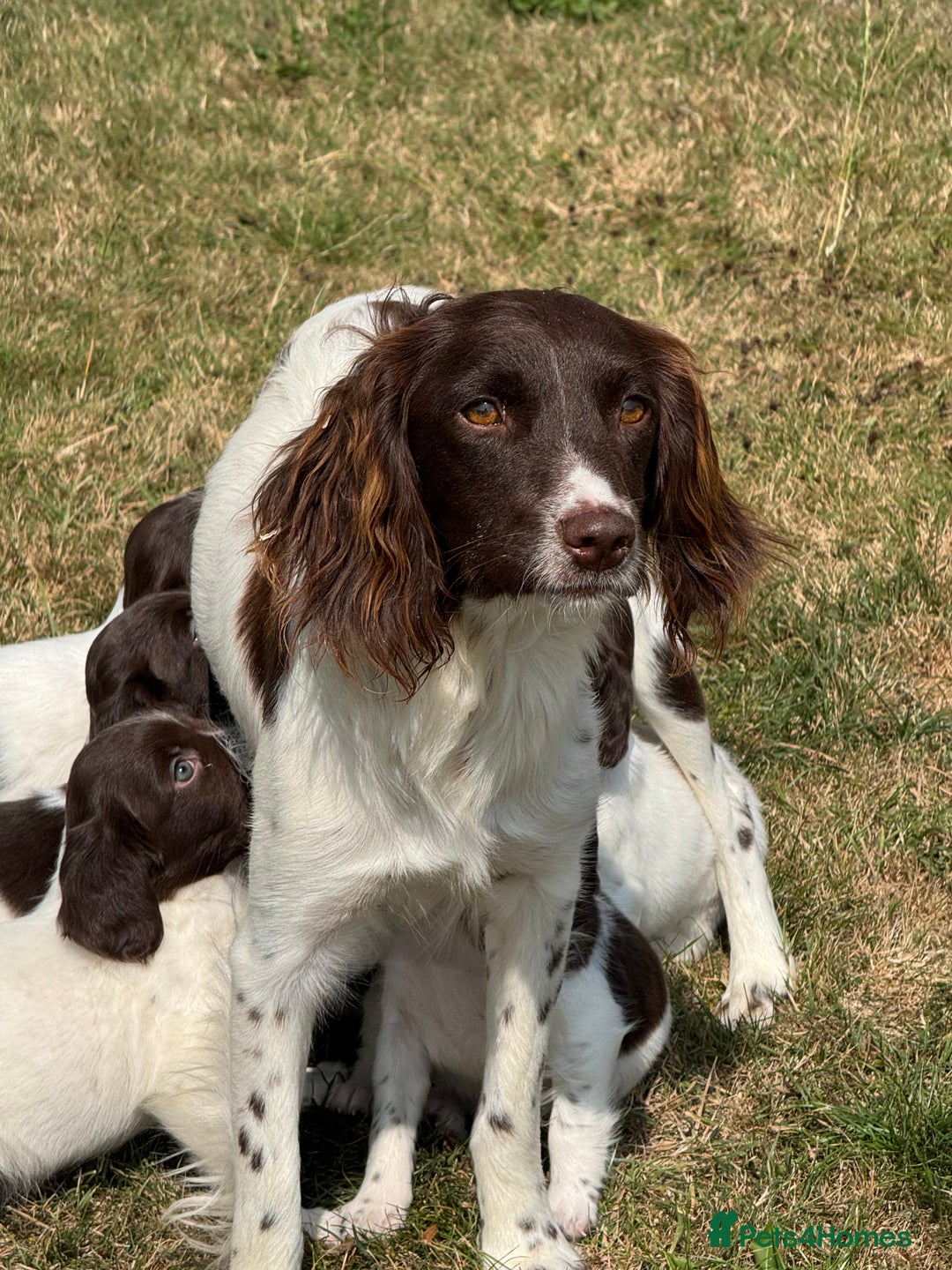 English Springer Spaniel dogs for sale: 1 Female READY TO GO KC Reg ESS Puppy - Image 6