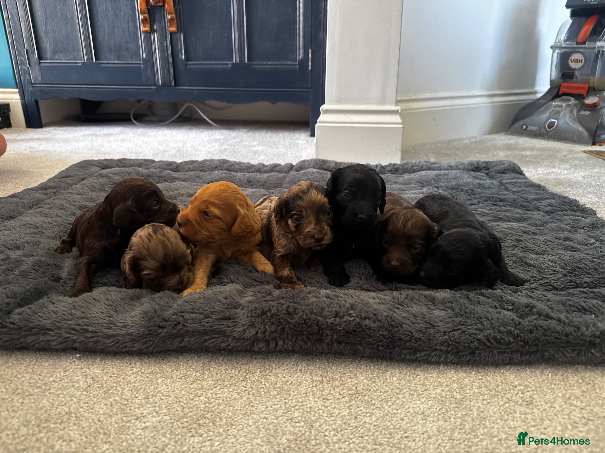 Cockapoo dogs Beautiful F1 cockapoos  - Advert 1