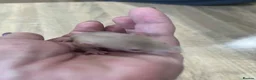 Rat rodents for sale: Baby Dumbo Rats - Advert 8