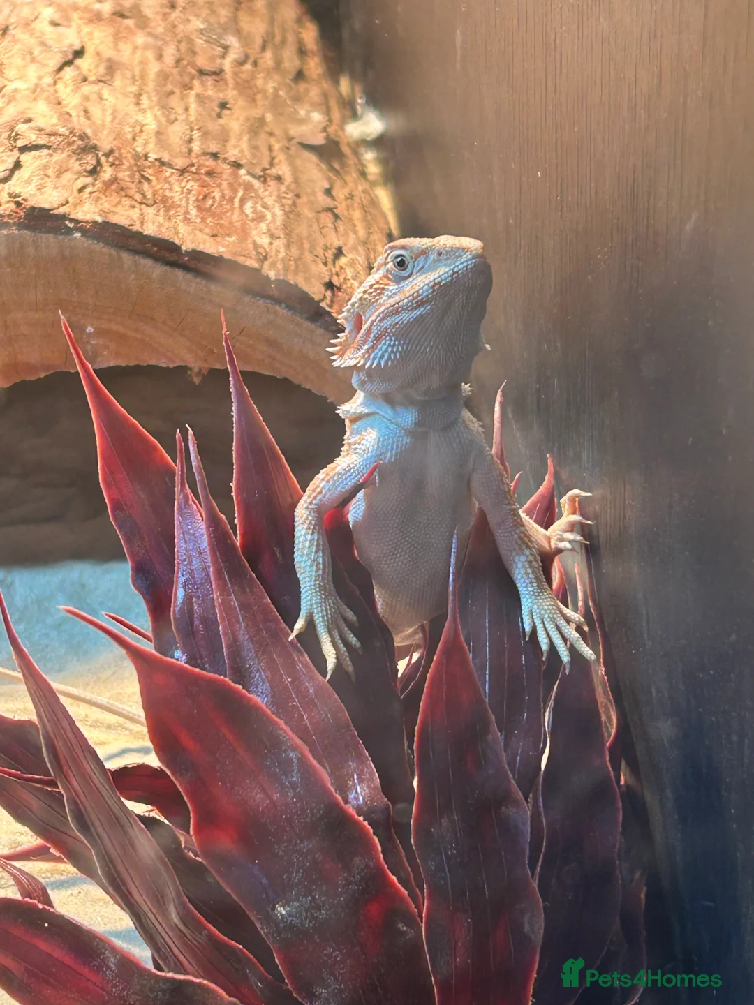 Bearded Dragon reptiles for sale: 2-3 months old red hypo bearded dragon  - Advert 9