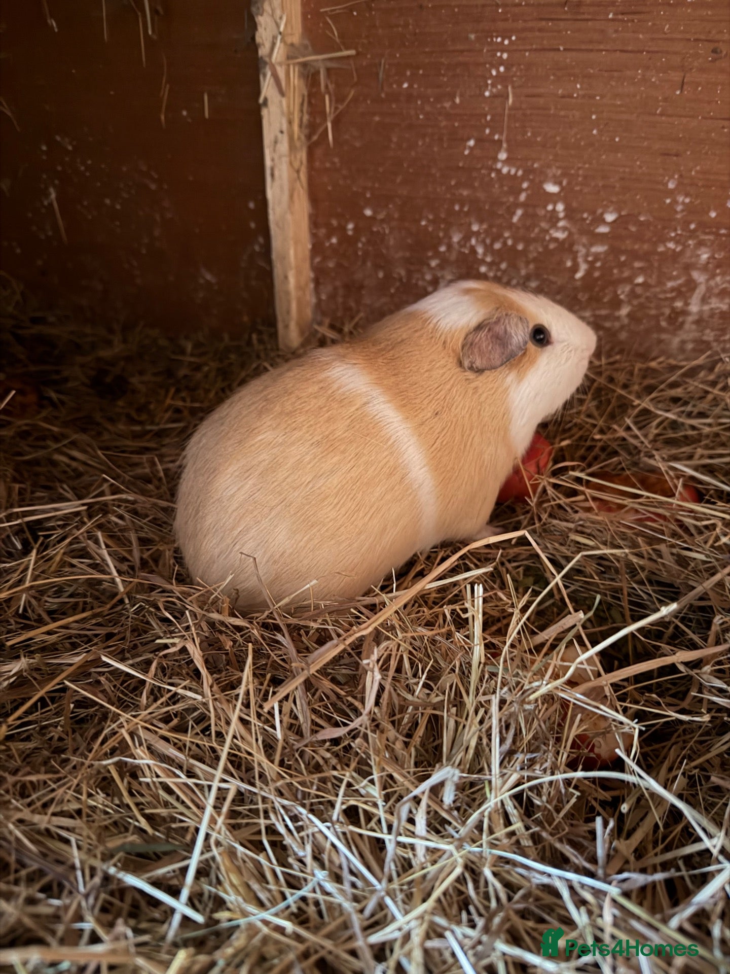 Guinea Pig rodents Male boar for sale - Advert 1