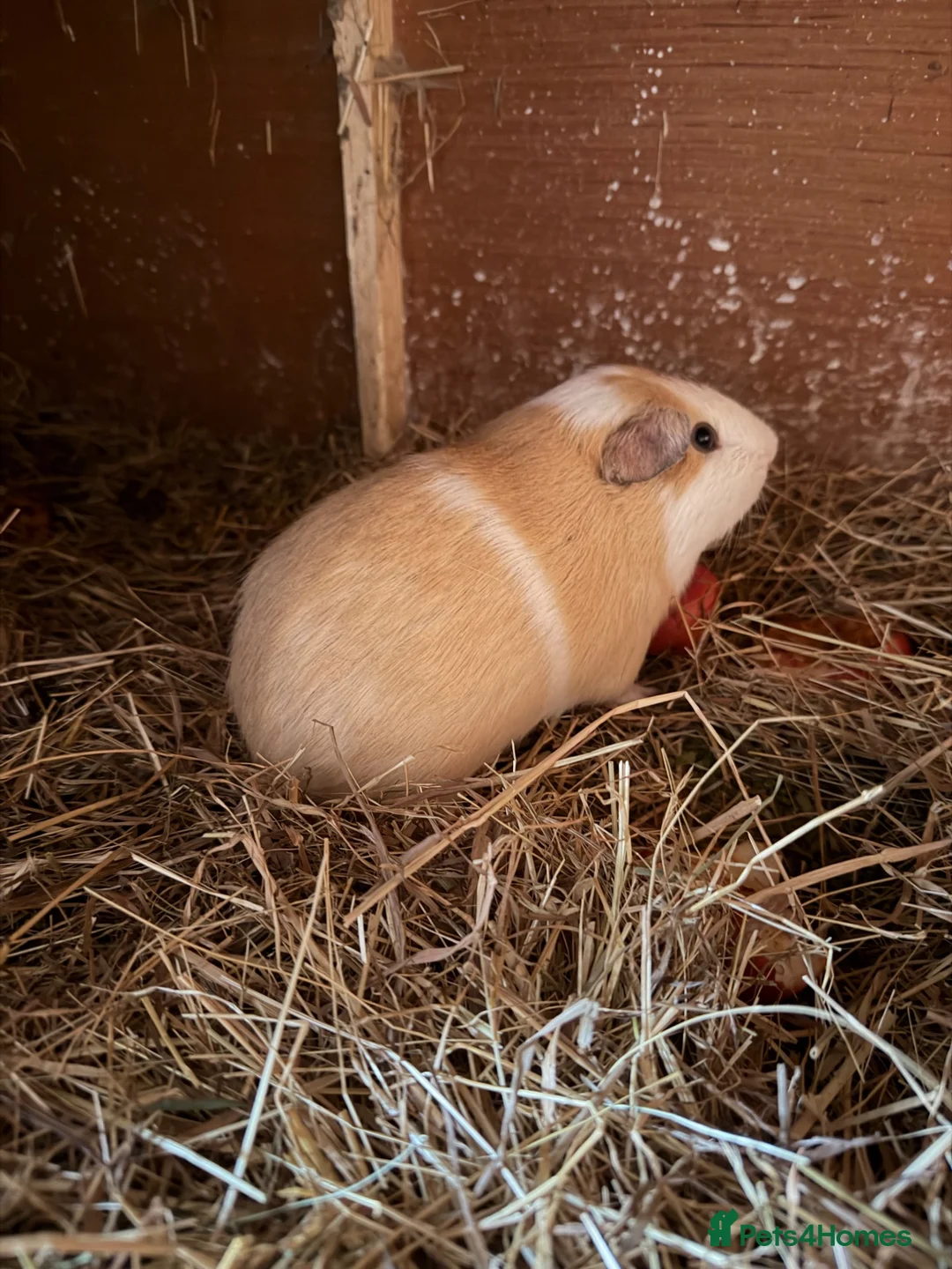 Guinea Pig rodents for sale: Male boar for sale - Advert 1
