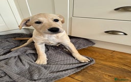Labrador Retriever dogs for sale:  Unique Labrador ready for new home - Image 1