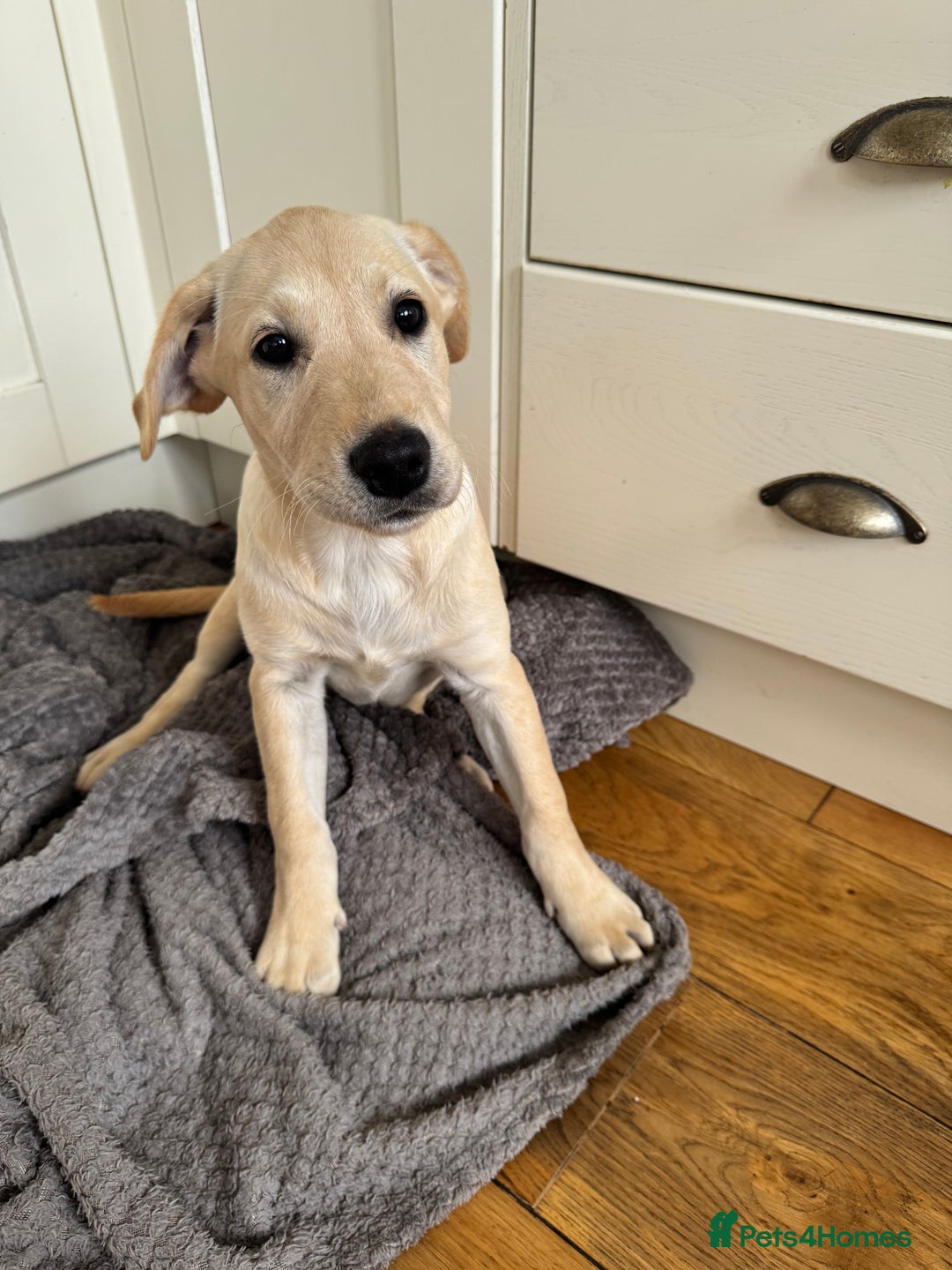 Labrador Retriever dogs for sale:  Unique Labrador ready for new home - Image 1