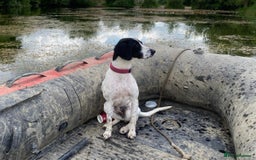 Mixed Breed dogs for sale: Pointer/cocker looking for loving home urgently - Image 2