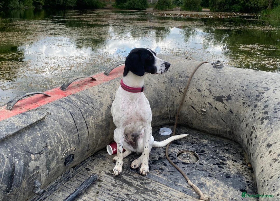 Mixed Breed dogs for sale: Pointer/cocker looking for loving home urgently - Image 2