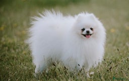 Pomeranian dogs for sale: Adult boy looking for pet home  - Image 2