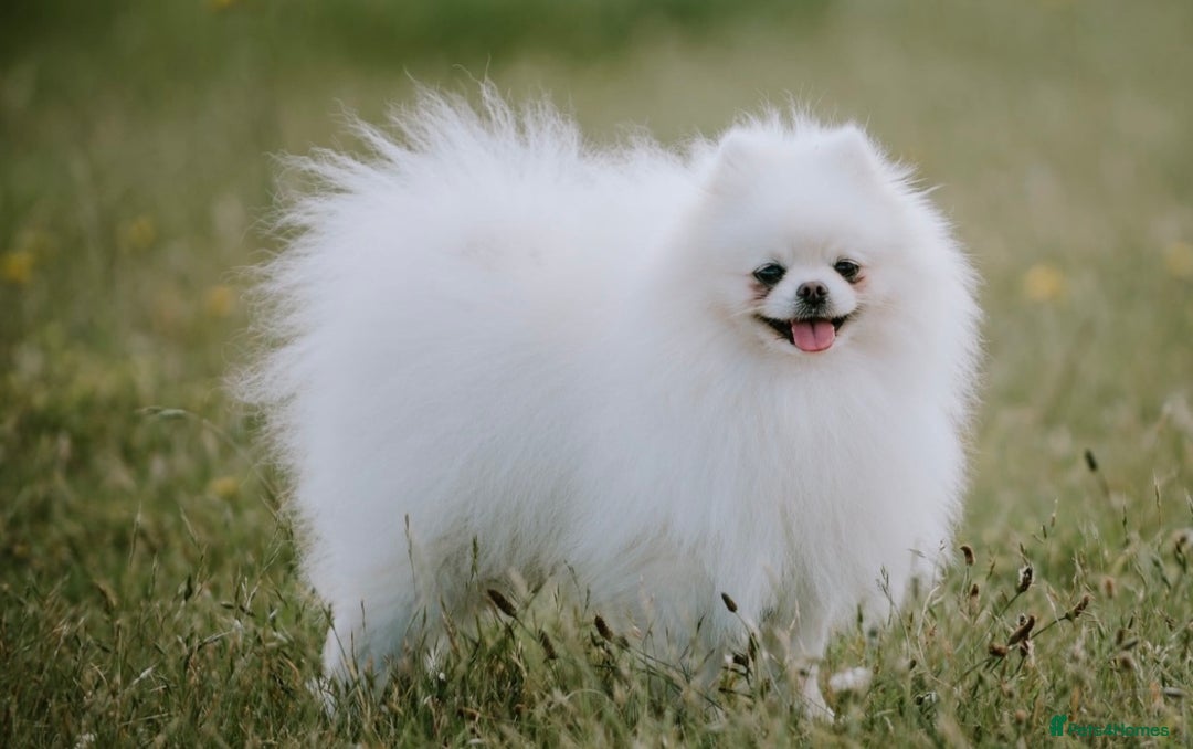 Pomeranian dogs for sale: Adult boy looking for pet home  - Image 2