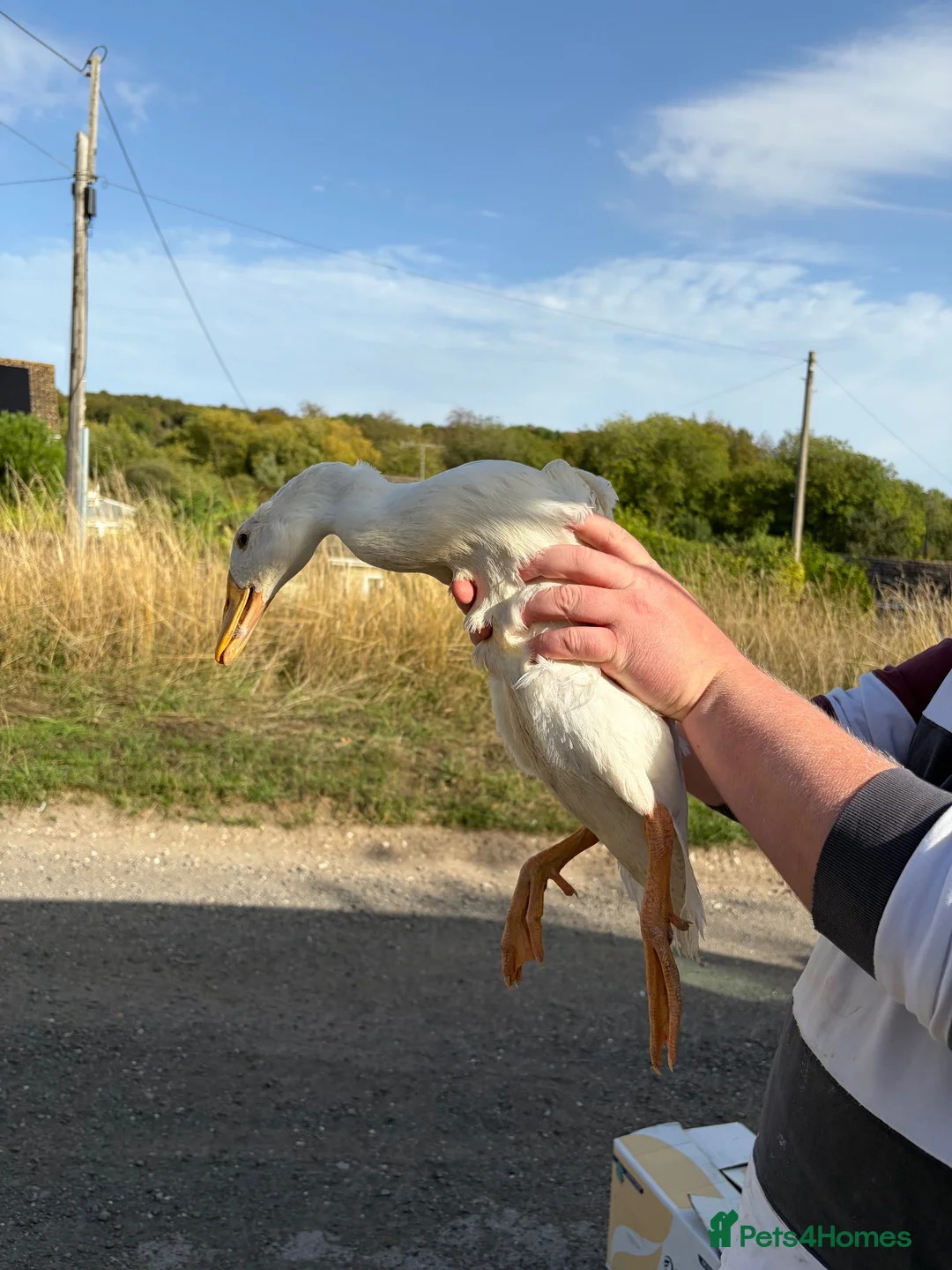 Ducks poultry for sale: End of Season Sale  - Advert 2