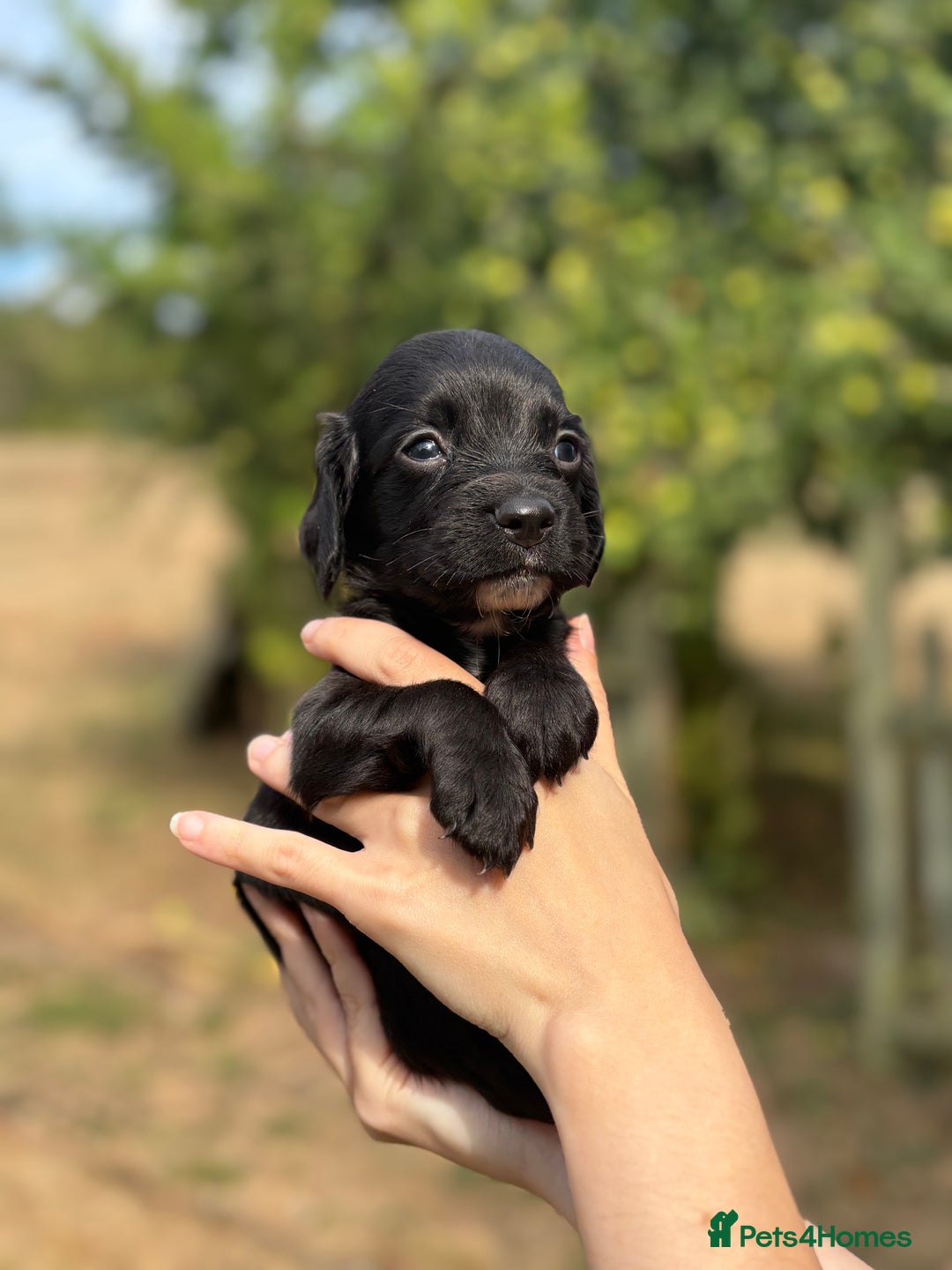 Sprocker dogs for sale: Sprocker Puppies - Image 15