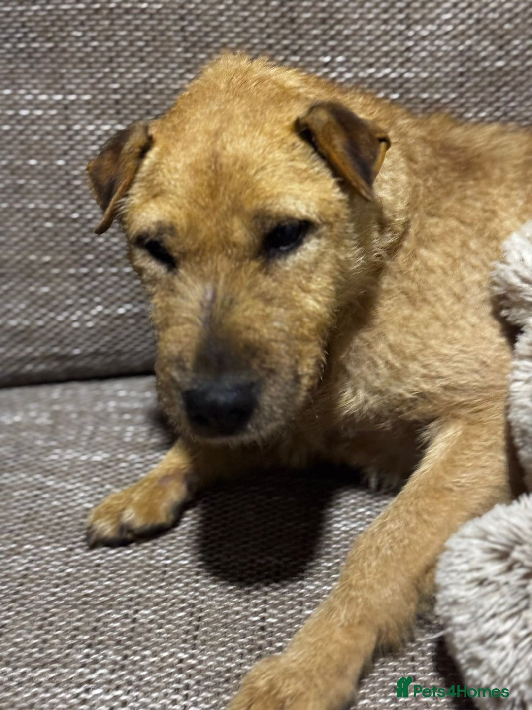 Mixed Breed dogs for adoption: Sweet Molly Needs Love  - Advert 2