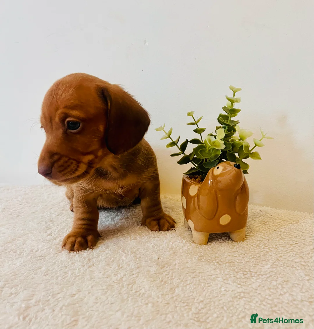 Miniature Dachshund dogs for sale: ❤️ Stunning Mini Dachshund Puppies ❤️ - Advert 8
