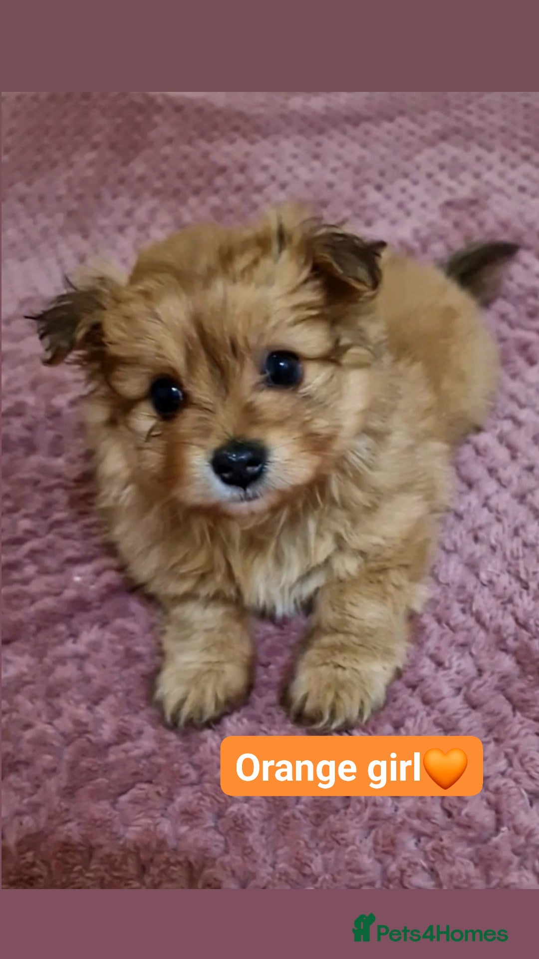 Maltipom dogs Maltese x Pomeranian - Advert 2