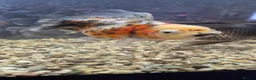 Fancy Goldfish fish for sale: Giant Oranda  - Advert 4
