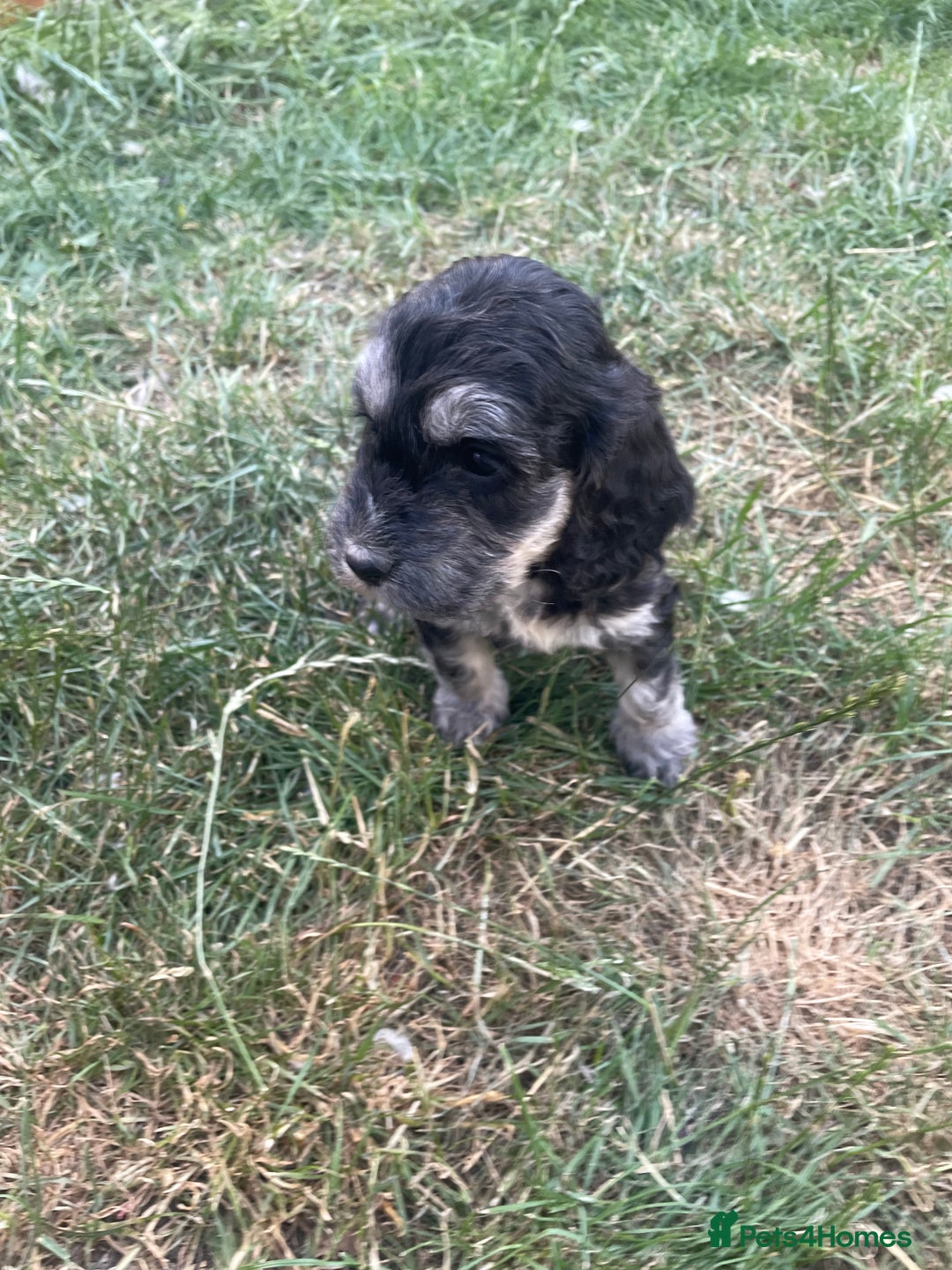 Cockapoo dogs for sale: Ready now! Cockapoo puppies F1 3 girls 2 boys - Image 22