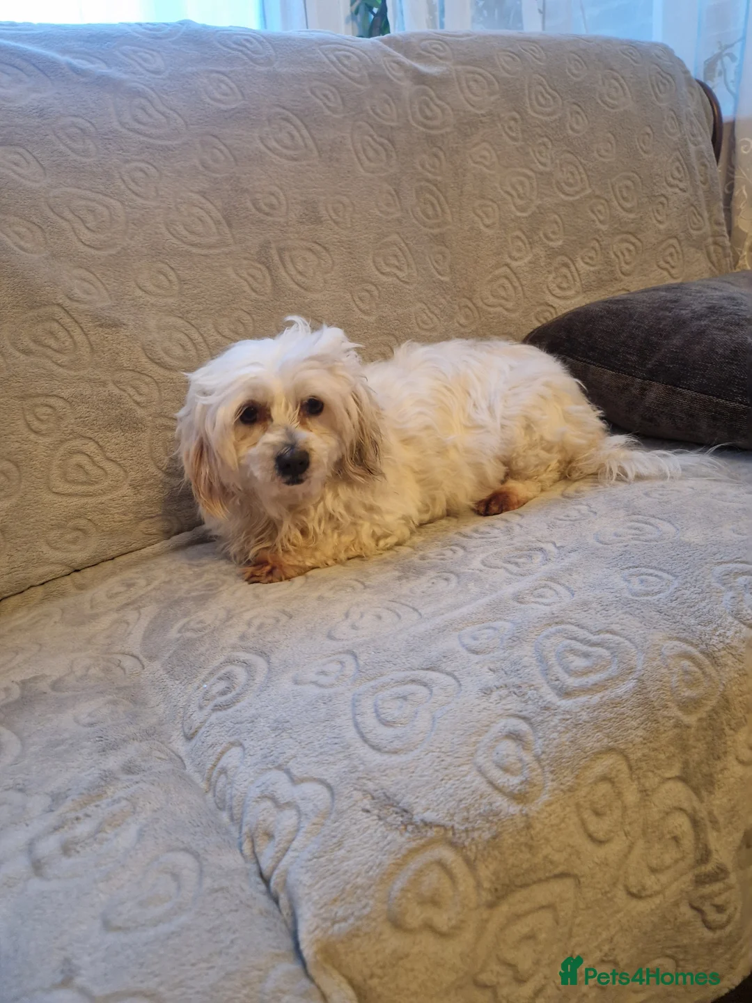 Havanese dogs for sale: Puppy Bichon Havanese in Wembley - Advert 1