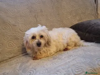 Havanese dogs Puppy Bichon Havanese - Advert 7