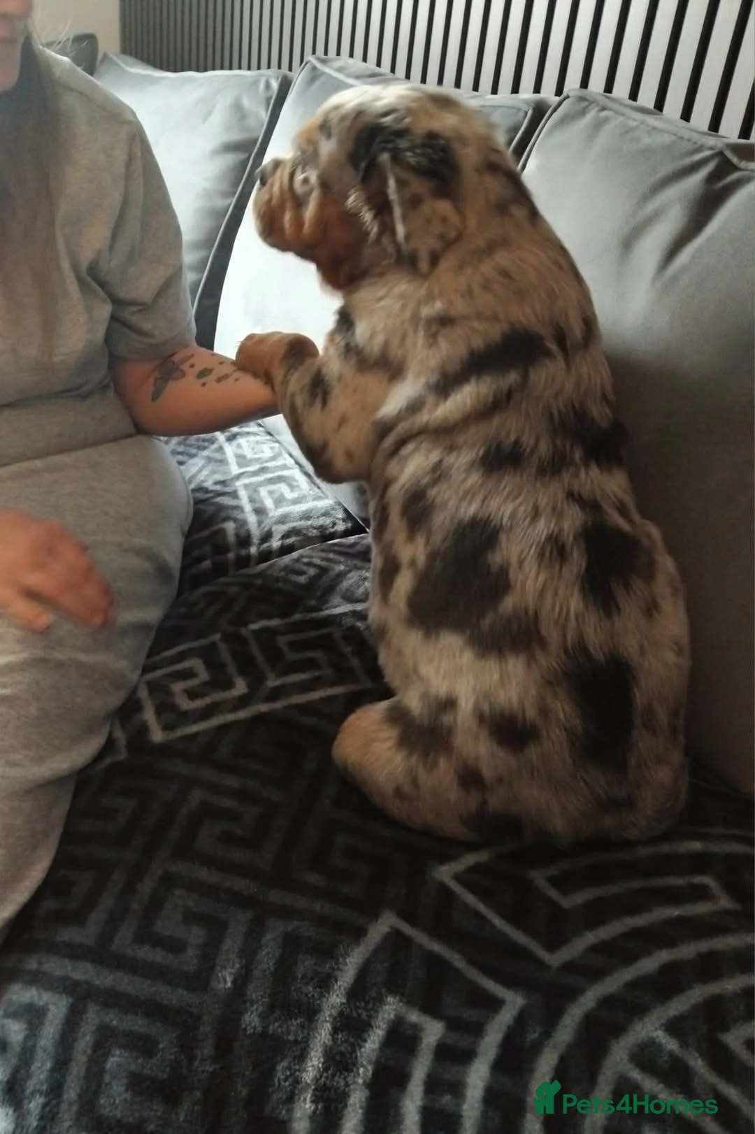 Olde English Bulldogge dogs for sale: Olde english fluffy mammut in Middlesbrough - Advert 6