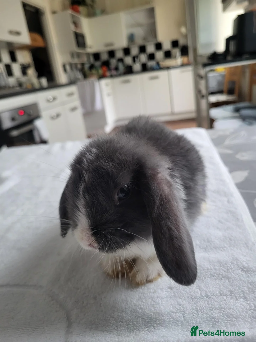 Mini Lop rabbits for sale: Beautiful Mini lop looking good a home - Advert 7