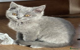 British Longhair cats for sale: 5 stunning British blues  - Image 7