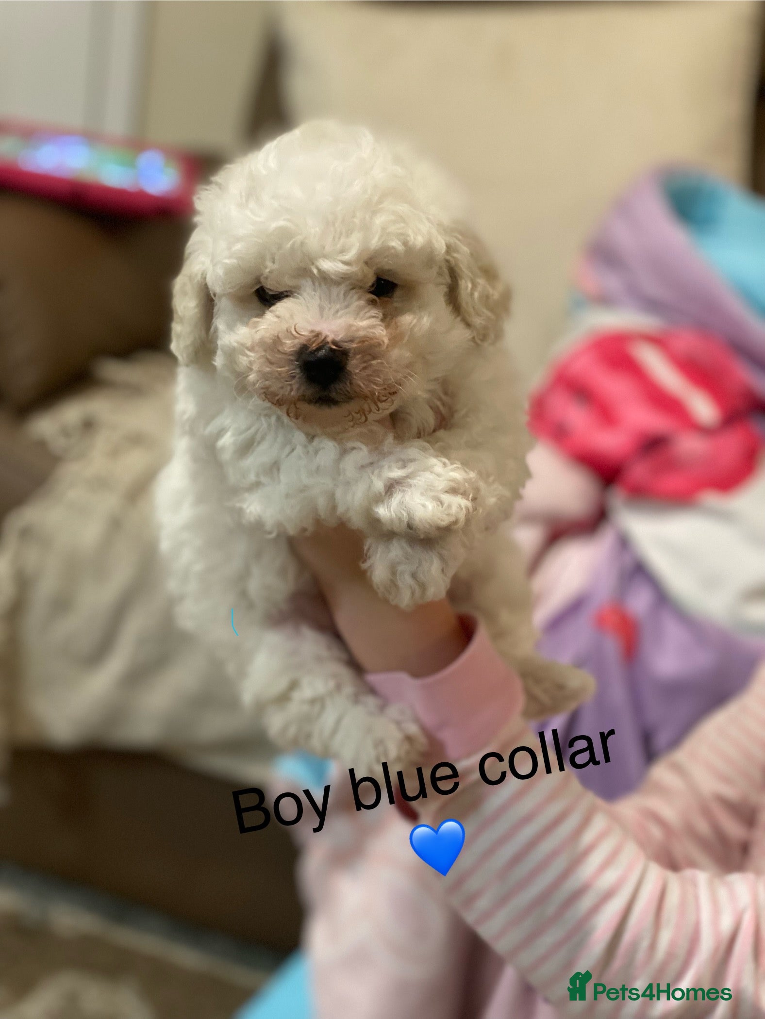 Bichon Frise dogs Beautiful Bichon frise puppies - Advert 14