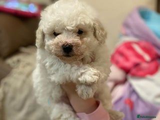 Bichon Frise dogs Beautiful Bichon frise puppies - Advert 14