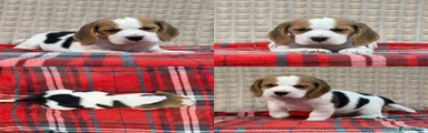 Beagle 5