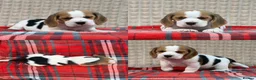 Beagle dogs for sale: BEAUTIFUL (SHOW TYPE) BEAGLE PUPPIES READY NOW - Advert 29