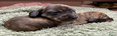 Miniature Dachshund 3