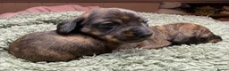 Miniature Dachshund dogs for sale: Stunning brindle miniature dachshund puppies in Plymouth - Advert 10