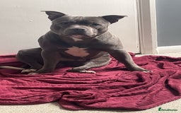 Staffordshire Bull Terrier dogs for sale: Chunky Staffordshire bull terrier puppies for sale - Image 2