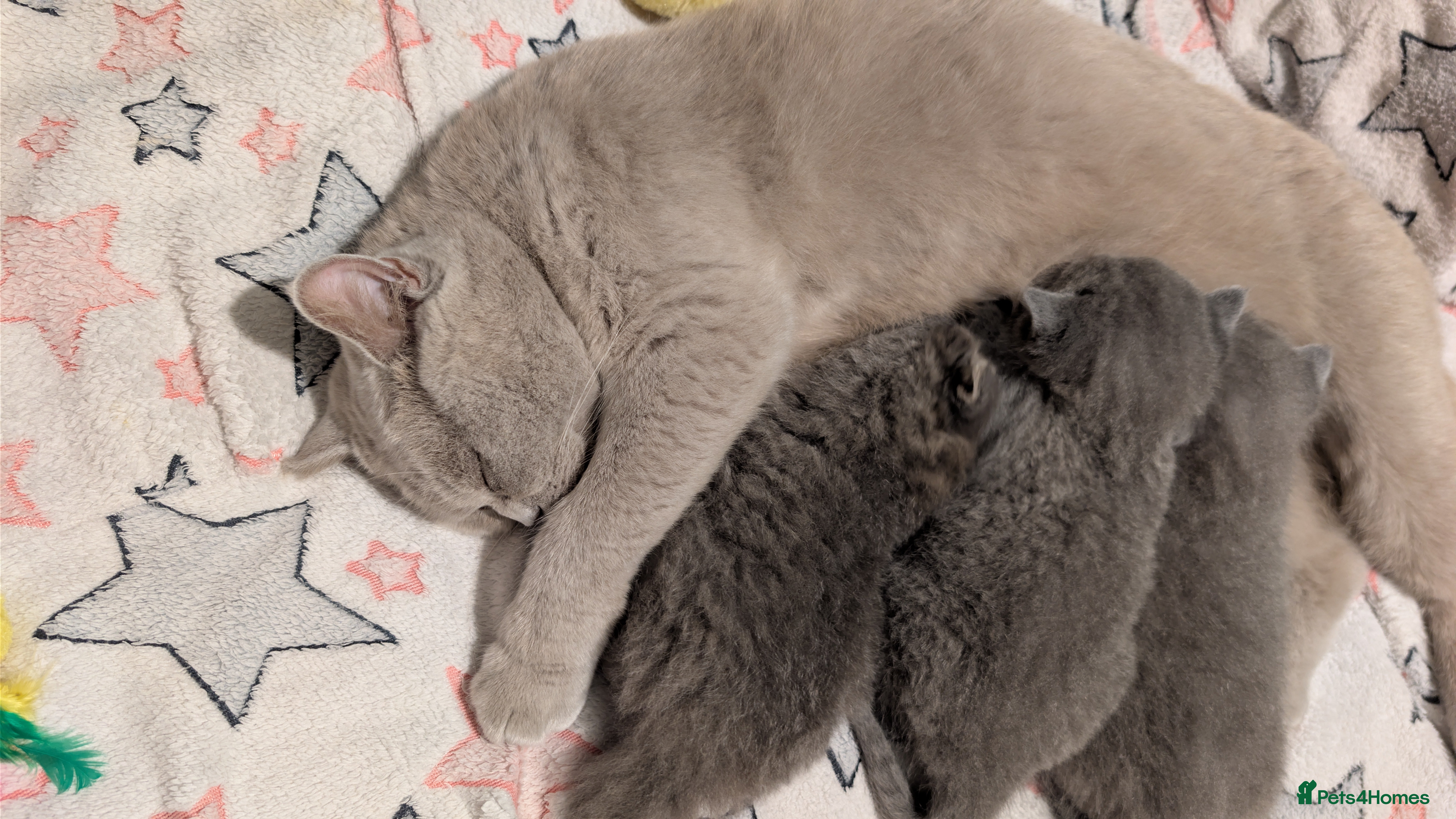 British Shorthair cats 🐾 Stunning Blue British Longhair & Shorthair  - Advert 5