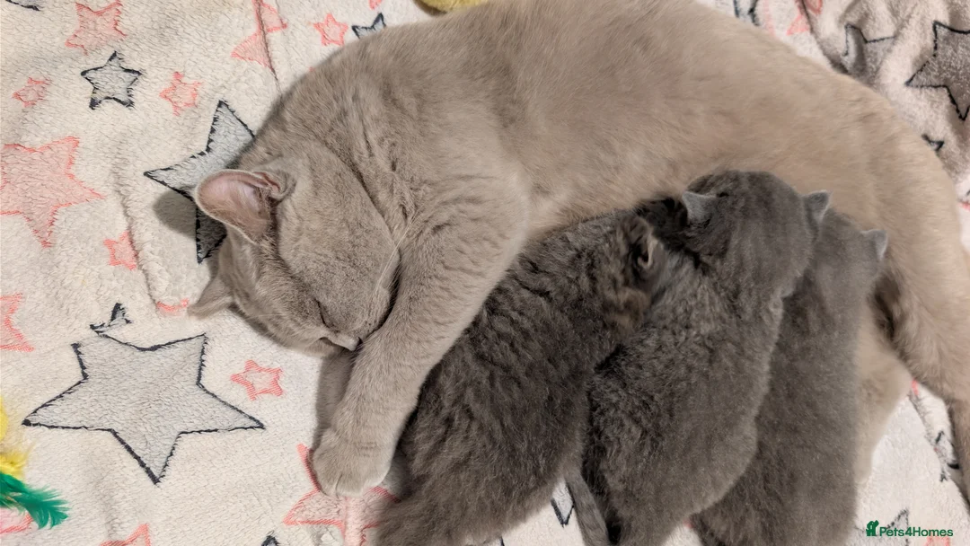 British Shorthair cats for sale: 🐾 Stunning Blue British Longhair & Shorthair  - Advert 1