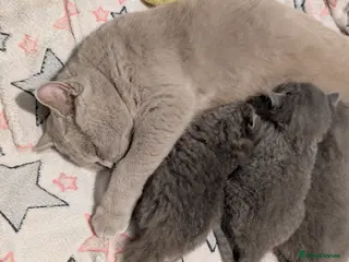 British Shorthair cats 🐾 Stunning Blue British Longhair & Shorthair - Advert 5