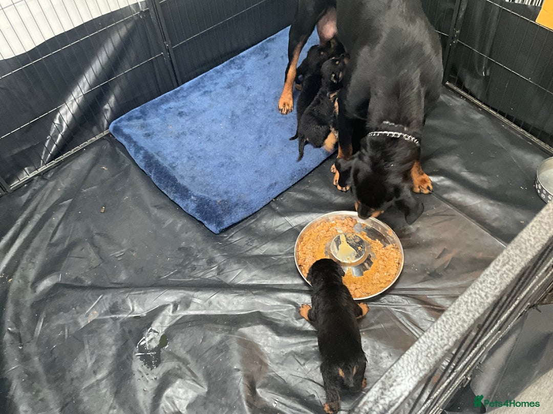 Rottweiler dogs for sale: ROTTWIELER PUPPIES - Image 9