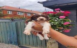 English Springer Spaniel dogs for sale: Springer spaniel  - Image 3