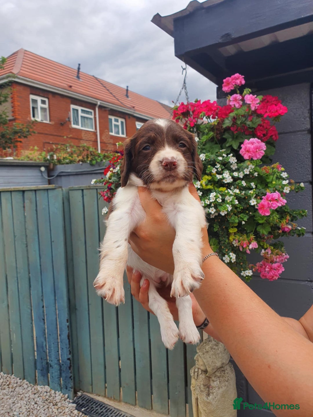 English Springer Spaniel dogs for sale: Springer spaniel  - Image 3