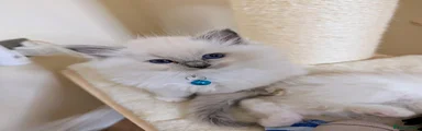 Blue Collar Male Kitten 