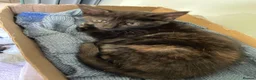 Mixed Breed cats for sale: Maine Coon mix - Advert 8