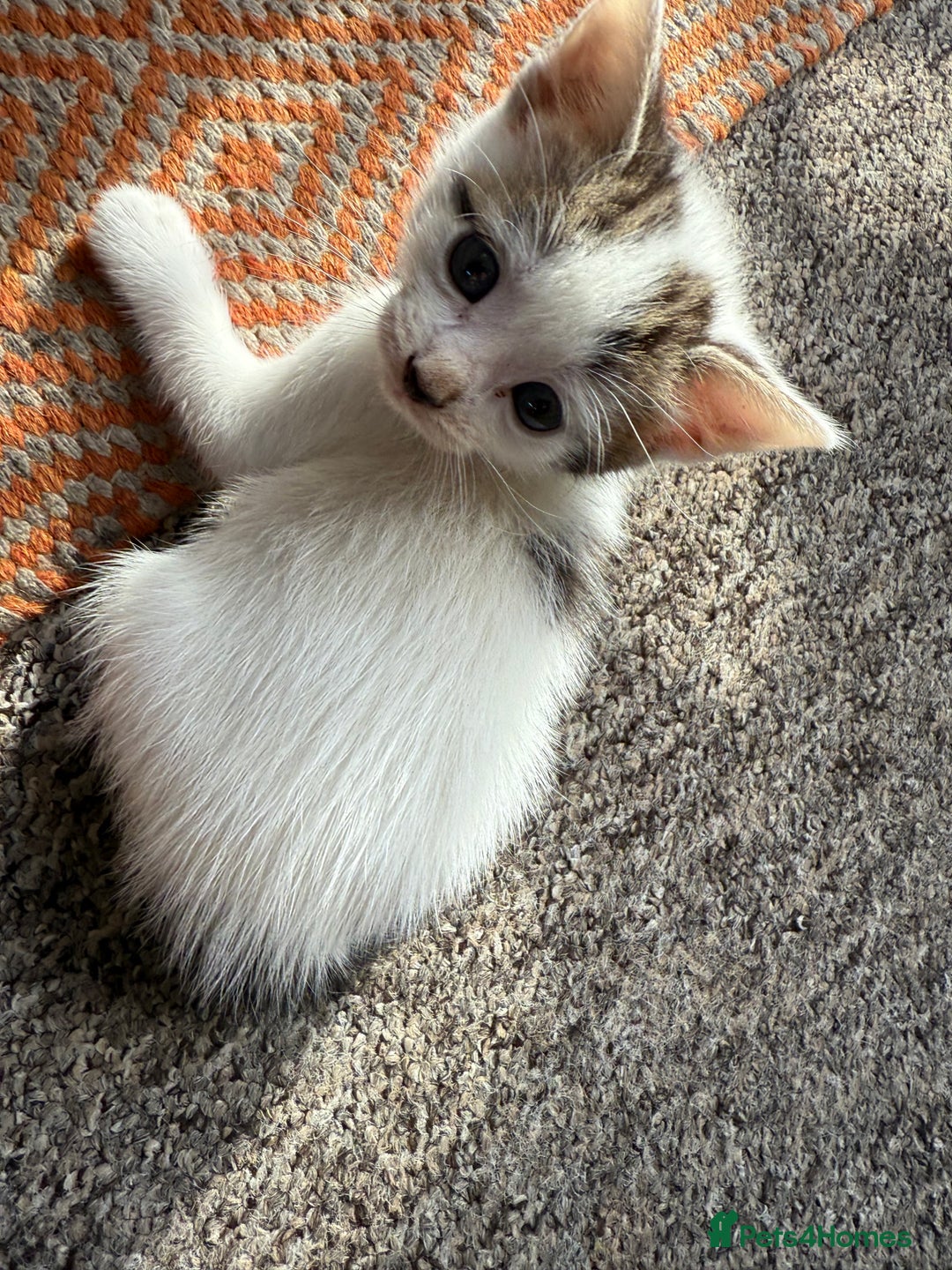 Domestic Shorthair cats for sale: 🐾 Kittens for Sale – White & Tabby 🐾 - Image 6