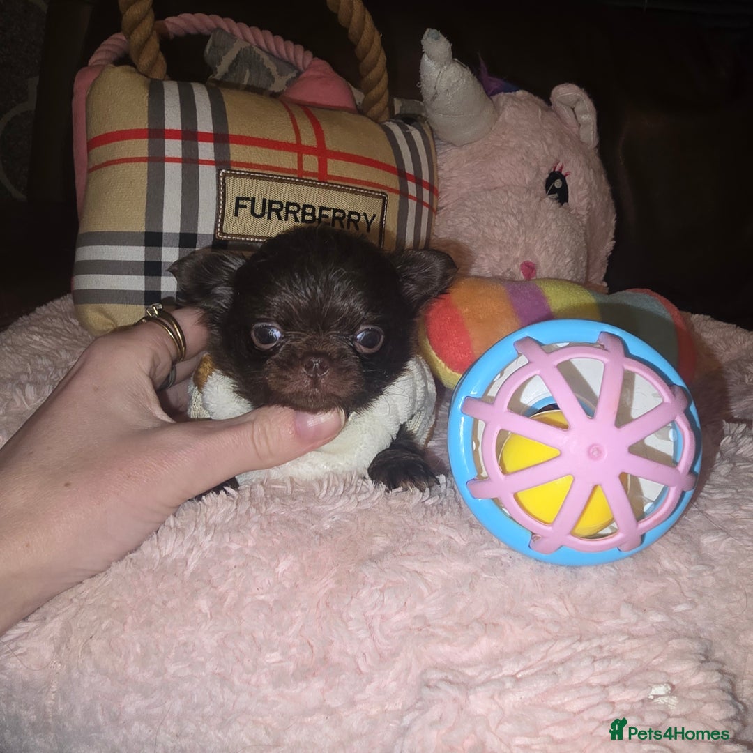 Chihuahua dogs for sale: XxQuality Chihuahua Chocolate Thai breeding pupsXx - Advert 16